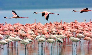 flamingoes Flying At Lake Nakuru