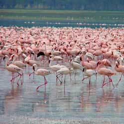 Lake Nakuru Flamingos