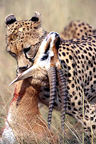 Leopard Killing a prey in Masai Mara