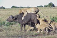 Man Eaters of Tsavo
