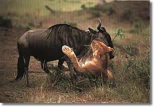 Lion Killing Wildebeest In Masai Mara.