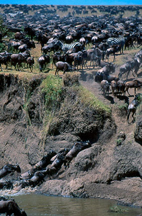 Masai Mara Wildebeest Migration.